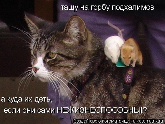 тащу на горбу подхалимов а куда их деть, если они сами НЕЖИЗНЕСПОСОБНЫ!?... Котоматрица: тащу на горбу подхалимов а куда их деть, если они сами НЕЖИЗНЕСПОСОБНЫ!?