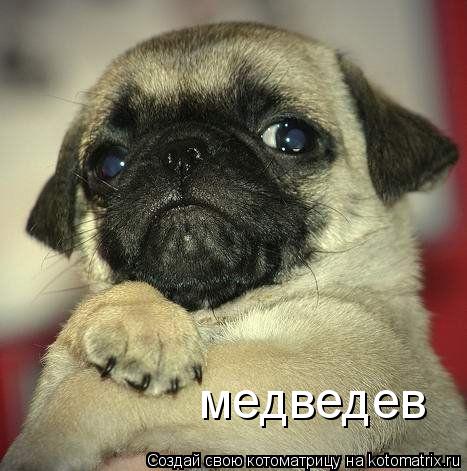 медведев... Котоматрица: медведев