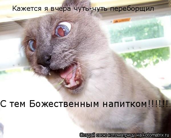 Кажется я вчера чуть-чуть переборщил С тем Божественным напитком!!!!!!... Котоматрица: Кажется я вчера чуть-чуть переборщил С тем Божественным напитком!!!!!!