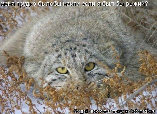 меня трудно былобы найти если я был бы рыжий?... Котоматрица: меня трудно былобы найти если я был бы рыжий?