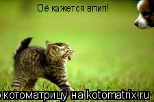 Оё кажется влип!... Котоматрица: Оё кажется влип!