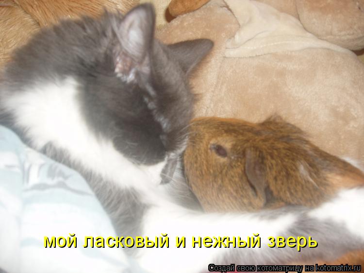 мой ласковый и нежный зверь... Котоматрица: мой ласковый и нежный зверь