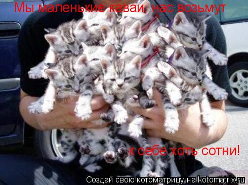 Мы маленькие каваи, нас возьмут к себе хоть сотни!... Котоматрица: Мы маленькие каваи, нас возьмут к себе хоть сотни!