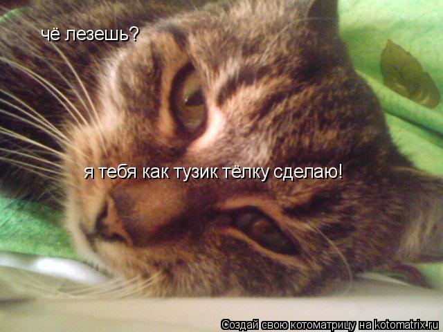 чё лезешь? я тебя как тузик тёлку сделаю!... Котоматрица: чё лезешь? я тебя как тузик тёлку сделаю!