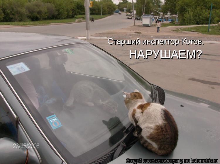 Старший инспектор Котов. НАРУШАЕМ?... Котоматрица: Старший инспектор Котов. НАРУШАЕМ?