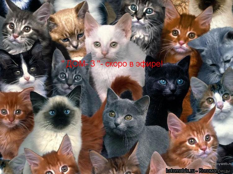 " ДОМ- 3 "- скоро в эфире!... Котоматрица: " ДОМ- 3 "- скоро в эфире!