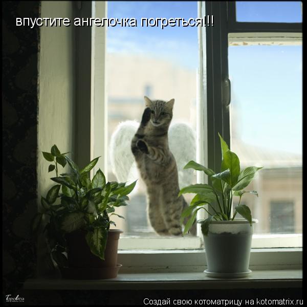 впустите ангелочка погреться!!!... Котоматрица: впустите ангелочка погреться!!!