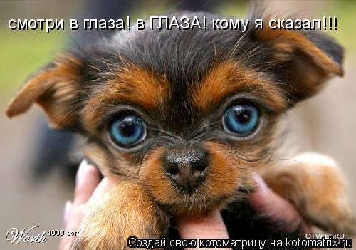 смотри в глаза! в ГЛАЗА! кому я сказал!!!... Котоматрица: смотри в глаза! в ГЛАЗА! кому я сказал!!!