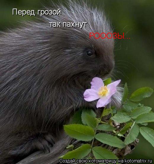 Перед грозой так пахнут РОООЗЫ...... Котоматрица: Перед грозой так пахнут РОООЗЫ...