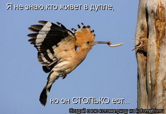 Я не знаю,кто живет в дупле, но он СТОЛЬКО ест...... Котоматрица: Я не знаю,кто живет в дупле, но он СТОЛЬКО ест...