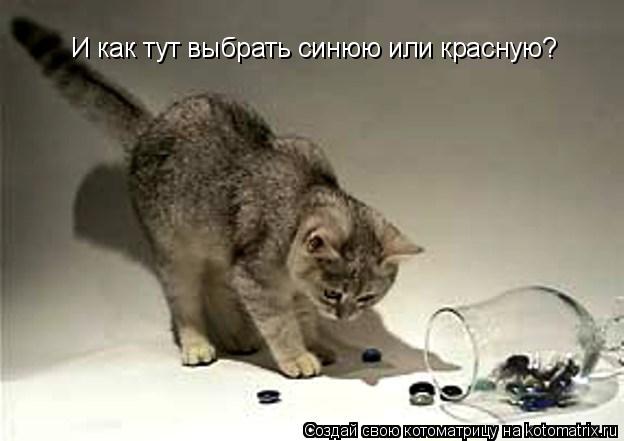И как тут выбрать синюю или красную?... Котоматрица: И как тут выбрать синюю или красную?