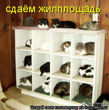 сдаём жилплощадь... Котоматрица: сдаём жилплощадь