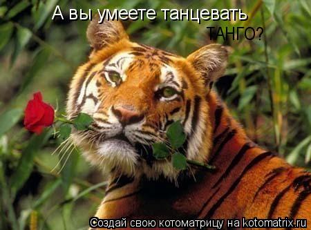 А вы умеете танцевать ТАНГО?... Котоматрица: А вы умеете танцевать ТАНГО?