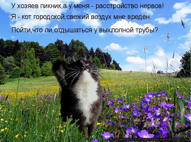 У хозяев пикник,а у меня - расстройство нервов! Пойти,что ли,отдышаться у выхлопной трубы? Я - кот го... Котоматрица: У хозяев пикник,а у меня - расстройство нервов! Пойти,что ли,отдышаться у выхлопной трубы? Я - кот городской,свежий воздух мне вреден.