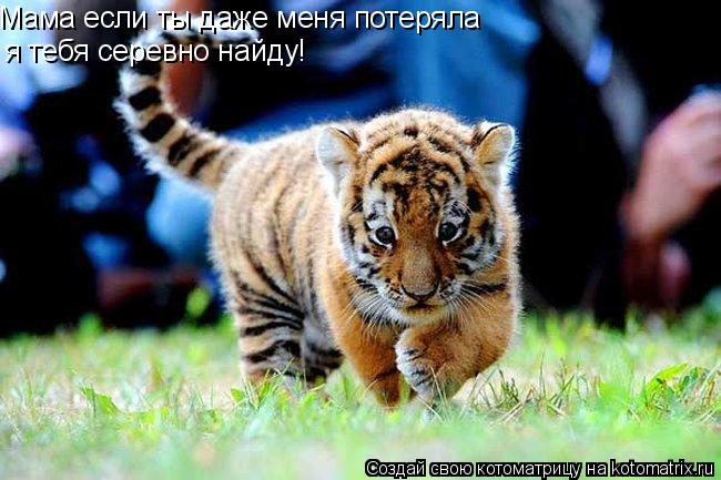 Мама если ты даже меня потеряла я тебя серевно найду!... Котоматрица: Мама если ты даже меня потеряла я тебя серевно найду!