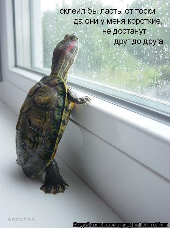 склеил бы ласты от тоски, да они у меня короткие, друг до друга не достанут... Котоматрица: склеил бы ласты от тоски, да они у меня короткие, друг до друга не достанут