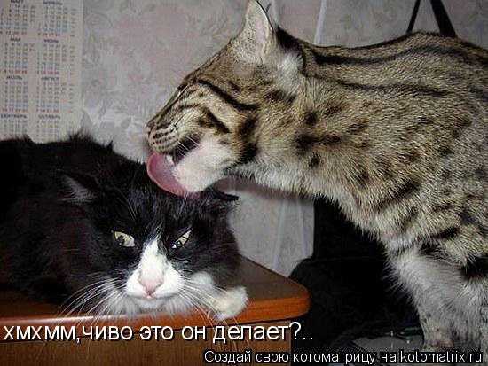 хмхмм,чиво это он делает?..... Котоматрица: хмхмм,чиво это он делает?..