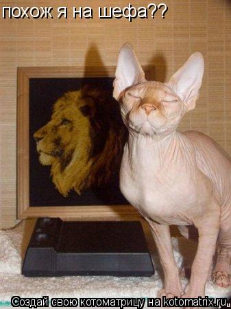 похож я на шефа??... Котоматрица: похож я на шефа??
