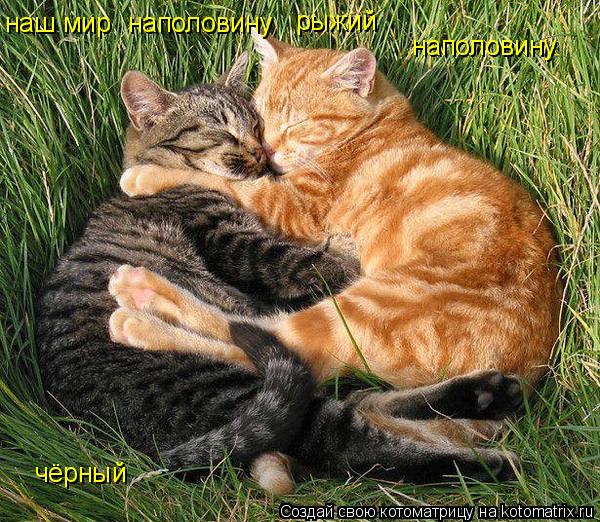 наш мир наполовину рыжий наполовину чёрный... Котоматрица: наш мир наполовину рыжий наполовину чёрный