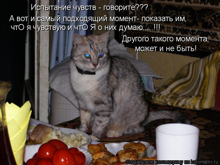 А вот и самый подходящий момент- показать им, чтО я чувствую и чтО Я о них думаю.....!!! Испытание ч... Котоматрица: А вот и самый подходящий момент- показать им, чтО я чувствую и чтО Я о них думаю.....!!! Испытание чувств - говорите??? Другого такого момента, мо