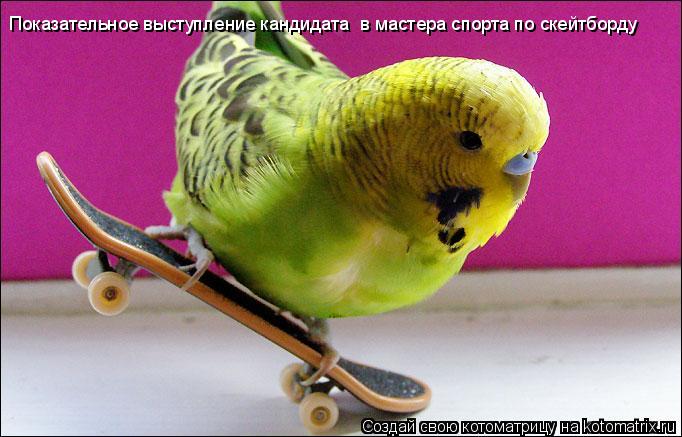 Показательное выступление кандидата в мастера спорта по скейтборду... Котоматрица: Показательное выступление кандидата в мастера спорта по скейтборду