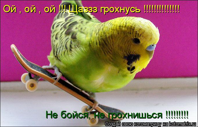 Ой , ой , ой !!! Щаззз грохнусь !!!!!!!!!!!!!! Не бойся, не грохнишься !!!!!!!!!... Котоматрица: Ой , ой , ой !!! Щаззз грохнусь !!!!!!!!!!!!!! Не бойся, не грохнишься !!!!!!!!!