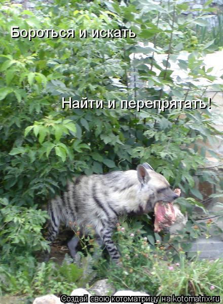 Бороться и искать Найти и перепрятать!... Котоматрица: Бороться и искать Найти и перепрятать!