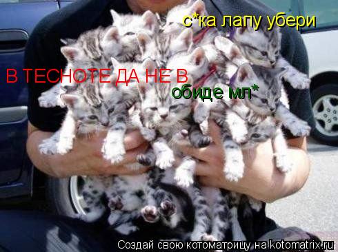 В ТЕСНОТЕ ДА НЕ В с*ка лапу убери обиде мл*... Котоматрица: В ТЕСНОТЕ ДА НЕ В с*ка лапу убери обиде мл*