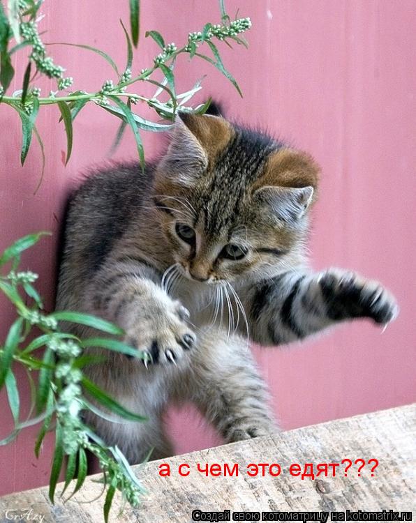 а с чем это едят???... Котоматрица: а с чем это едят???