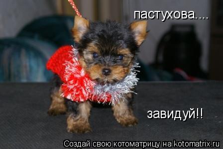 пастухова.... завидуй!!... Котоматрица: пастухова.... завидуй!!