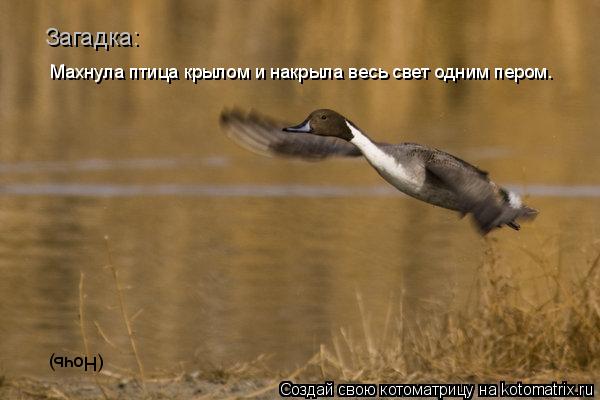 (Ночь) Махнула птица крылом и накрыла весь свет одним пером. Загадка:... Котоматрица: (Ночь) Махнула птица крылом и накрыла весь свет одним пером. Загадка: