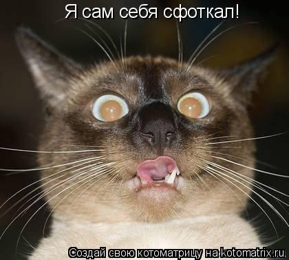 Я сам себя сфоткал!... Котоматрица: Я сам себя сфоткал!