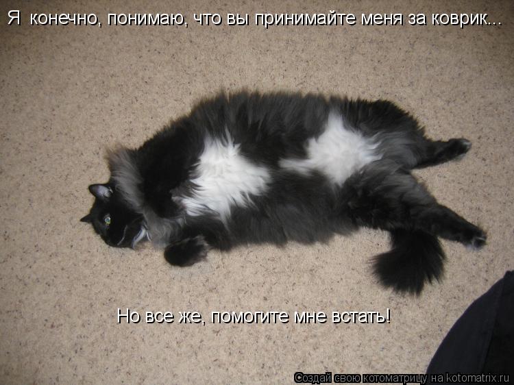 Я конечно, понимаю, что вы принимайте меня за коврик... Но все же, помогите мне встать!... Котоматрица: Я конечно, понимаю, что вы принимайте меня за коврик... Но все же, помогите мне встать!