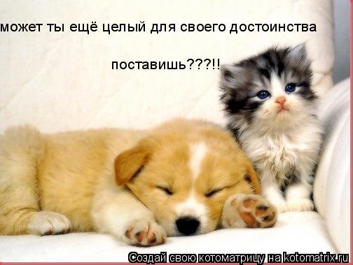 может ты ещё целый для своего достоинства поставишь???!!... Котоматрица: может ты ещё целый для своего достоинства поставишь???!!