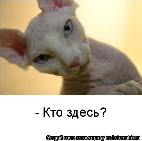 - Кто здесь?... Котоматрица: - Кто здесь?