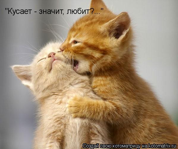 "Кусает - значит, любит?..."... Котоматрица: "Кусает - значит, любит?..."