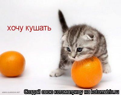 хочу кушать... Котоматрица: хочу кушать