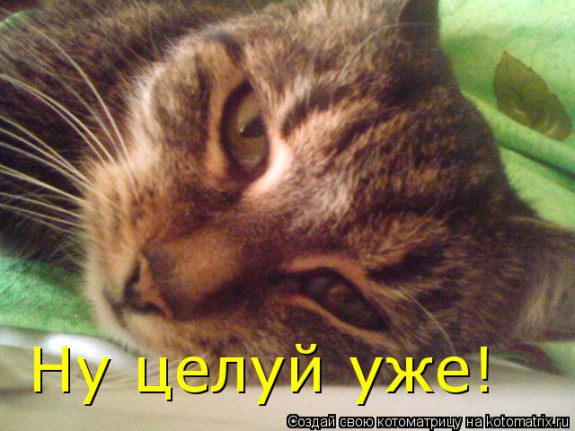 Ну целуй уже!... Котоматрица: Ну целуй уже!