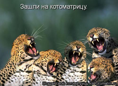 Зашли на котоматрицу.... Котоматрица: Зашли на котоматрицу.