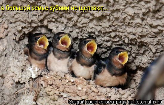 в большой семье зубами не щелкают...... Котоматрица: в большой семье зубами не щелкают...
