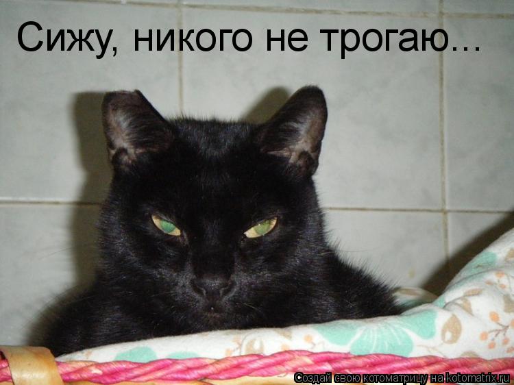 Сижу, никого не трогаю...... Котоматрица: Сижу, никого не трогаю...