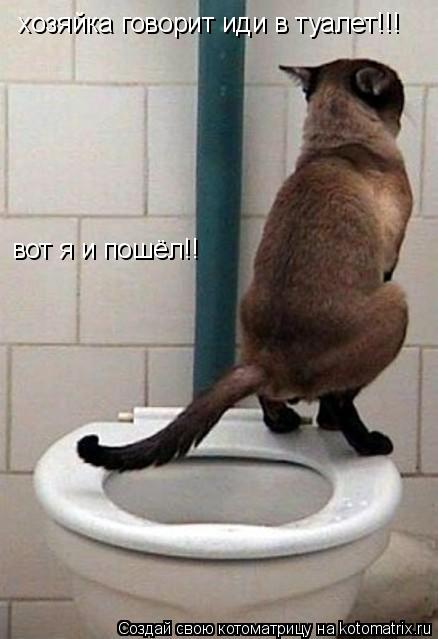 хозяйка говорит иди в туалет!!! вот я и пошёл!!... Котоматрица: хозяйка говорит иди в туалет!!! вот я и пошёл!!