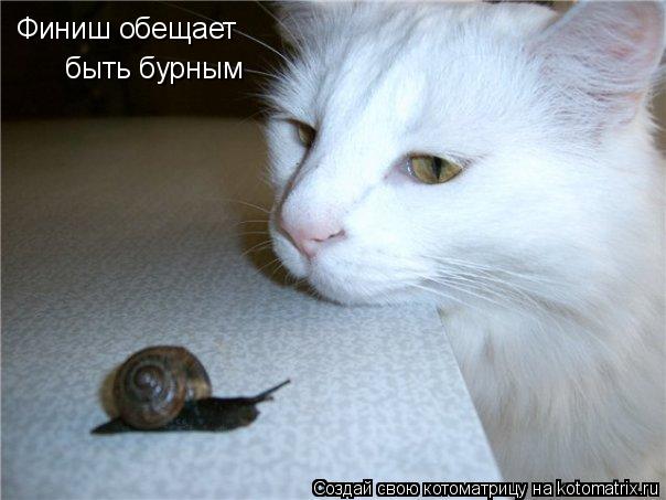 Финиш обещает быть бурным... Котоматрица: Финиш обещает быть бурным