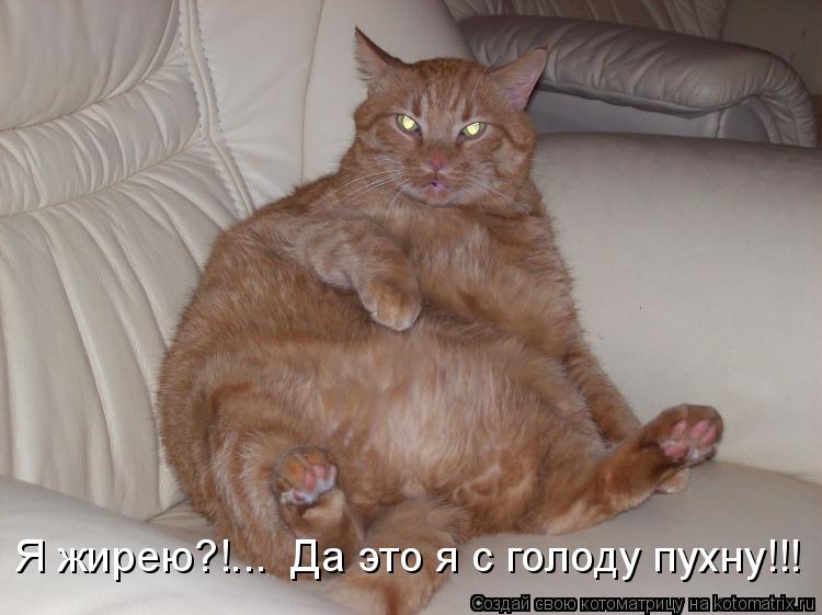 Я жирею?!... Да это я с голоду пухну!!!... Котоматрица: Я жирею?!... Да это я с голоду пухну!!!