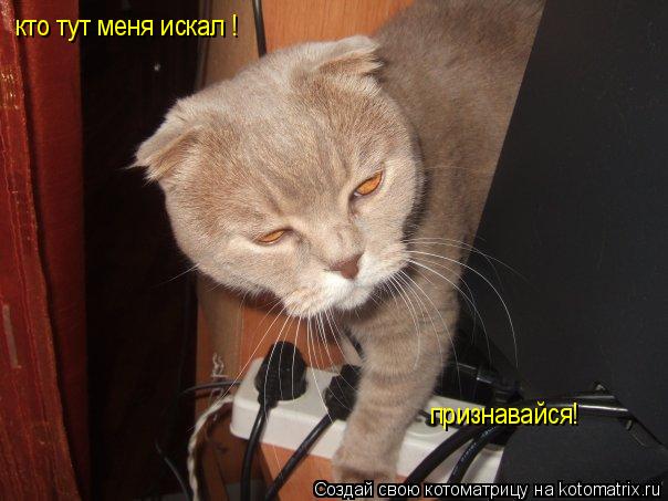кто тут меня искал ! признавайся!... Котоматрица: кто тут меня искал ! признавайся!