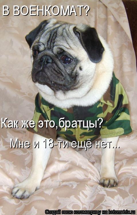 В ВОЕНКОМАТ? Как же это,братцы? Мне и 18-ти ещё нет...... Котоматрица: В ВОЕНКОМАТ? Как же это,братцы? Мне и 18-ти ещё нет...
