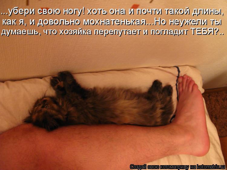 ...убери свою ногу! хоть она и почти такой длины, как я, и довольно мохнатенькая...Но неужели ты дума... Котоматрица: ...убери свою ногу! хоть она и почти такой длины, как я, и довольно мохнатенькая...Но неужели ты думаешь, что хозяйка перепутает и погладит ТЕБ