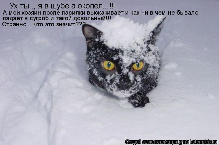 Ух ты.., я в шубе,а околел...!!! А мой хозяин после парилки выскакивает и как ни в чем не бывало па... Котоматрица: Ух ты.., я в шубе,а околел...!!! А мой хозяин после парилки выскакивает и как ни в чем не бывало падает в сугроб и такой довольный!!! Странно...,чт