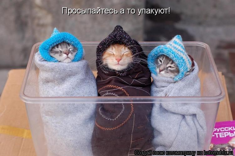 Просыпайтесь а то упакуют!... Котоматрица: Просыпайтесь а то упакуют!