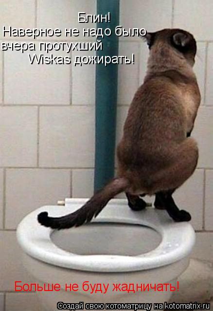 Блин! Наверное не надо было вчера протухший Wiskas дожирать! Больше не буду жадничать!... Котоматрица: Блин! Наверное не надо было вчера протухший Wiskas дожирать! Больше не буду жадничать!